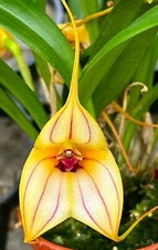 Masdevallia Angel Stripes NEW aufgebundene Pflanze Orchideen Dracula
