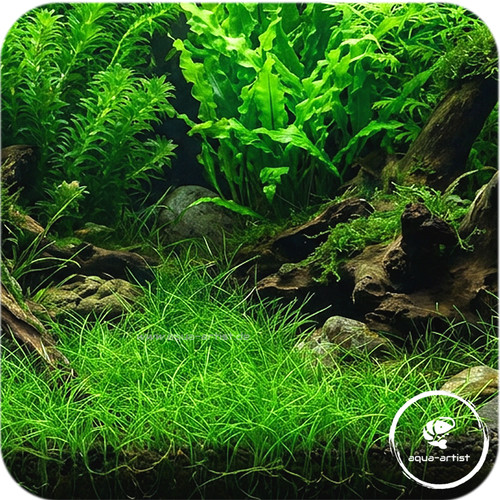 20x eleocharis parvula - 20x,