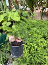 Araucaria heterophylla 40cm