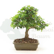 BONSAI Japanische Ulme 'Ulmus