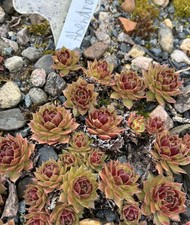 Sempervivum Abendrot