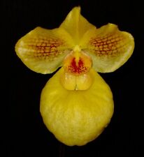 Paphiopedilum armeniacum Hybride Top Select NEW Orchidee Orchideen
