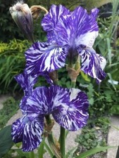 80002496 IRIS setosa ssp