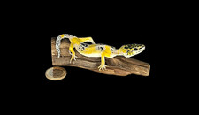 Taxidermie Gecko (Eublepharis