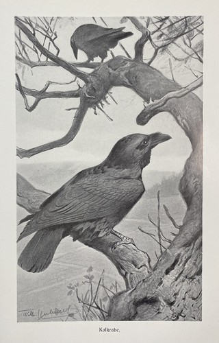 Originaldruck fauna kolkrabe - fauna:,