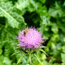  Jungpflanze 10 Stück Mariendistel Pflanze Silybum marianum marien thistle 