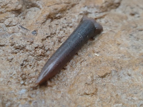 Traum simpsonibelus lentus - simpsonibelus,