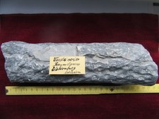 Versteinertes Holz Baumast Steinkohlebergbau Waldenburg Schlesien 27 cm lang