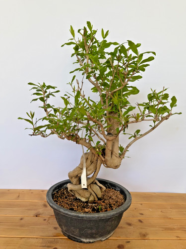 Bonsai punica granatum - bonsai,