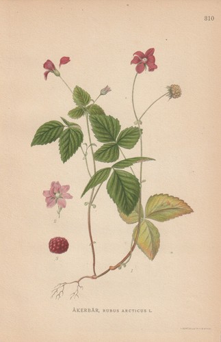 Allackerbeere - (rubus, arcticus)