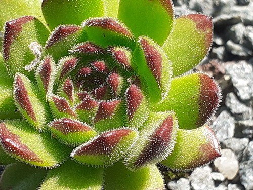 Sempervivum peter lotter - "peter, lotter"