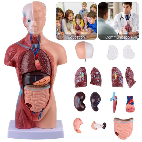 Torso herz medizinisches - torso,