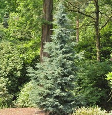 Blaue hemlocktanne glauca - blaue,