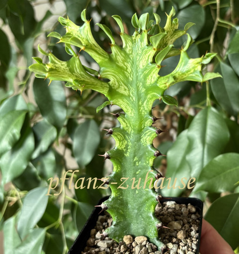 Euphorbia mayuranathanii - euphorbia,