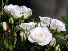 100 Stück weiß Rose Blumensamen natürliche Wachstum Garten Blumen Pflanze Samen