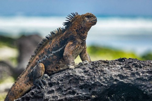 Wandbild galapagos leguan - wandbild:, galapagos-leguan
