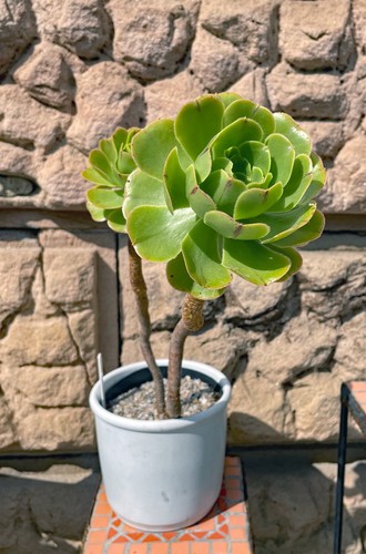Aeonium canariense - aeonium,
