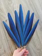 7x blaue 💙 Vogelfeder