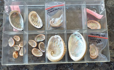 Muscheln haliotis seeohr - haliotis,