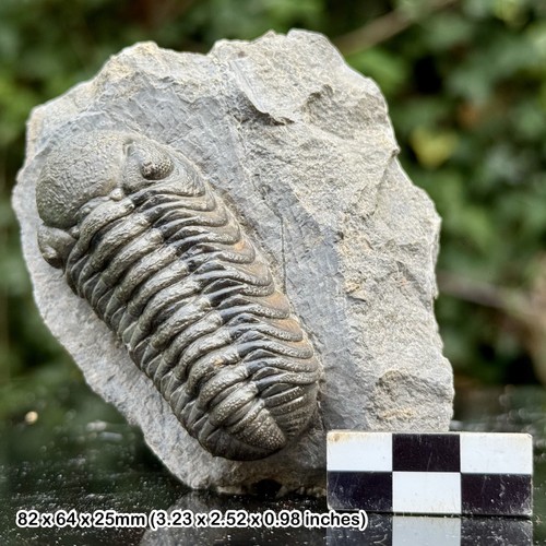 Phacops grade fossil - a,
