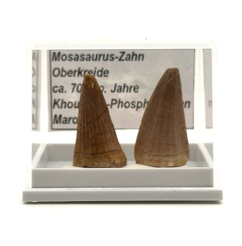 Schöne mosasaurus - schöne,