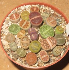 22er Lithops Mix Sukkulenten Culture Plants Lebende Steine EB-MS1730-T8