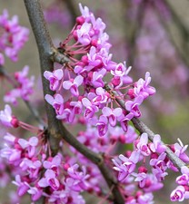 Kanadischer judasbaum - kanadischer,