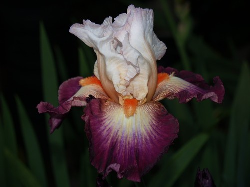 Schwertlilie iris prince - /, "
