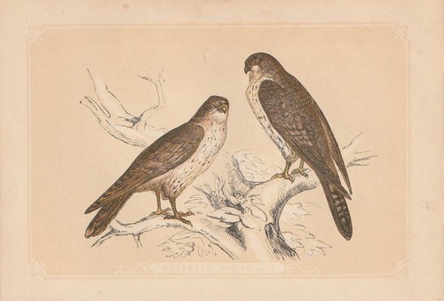 Turmfalke - (falco, tinnunculus)