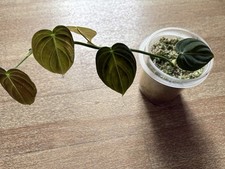 philodendron melanochrysum Pflanze Zimmerpflanze 