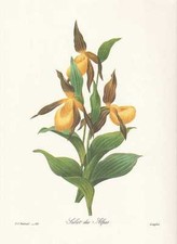 Gelbe Frauenschuh Cypripedium