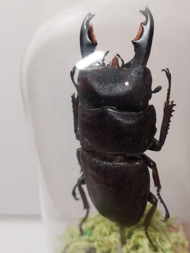Mini glocke käfer dorcus - mini,