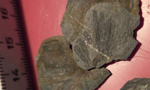 Pflanzen fossilien - pflanzen,