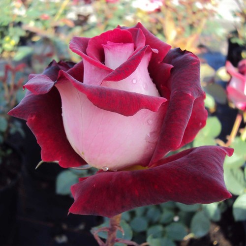 Edelrose osiria im großen - ®,