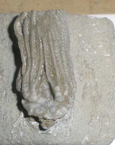 Crinoide seelilie usa karbon - crinoide, /