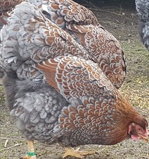 Wyandotten Gold Blau Gesäumt