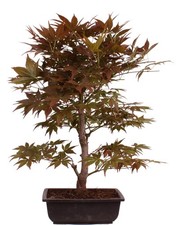 Bonsai - Acer palmatum
