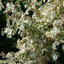 Hochstamm Weißbunter