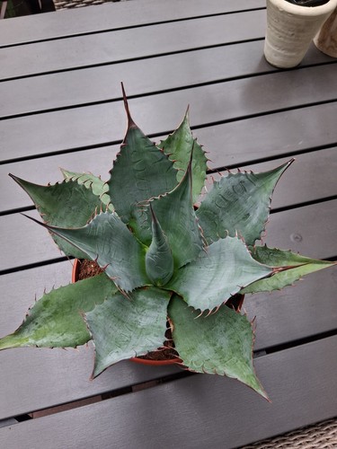Agave parasana frosthärte 15 - parasana, -15
