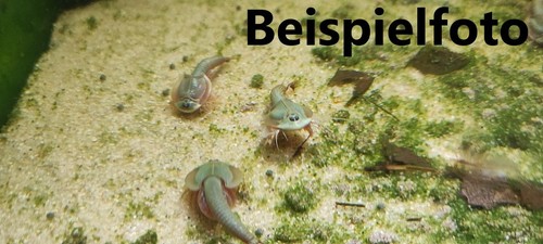 Triops mongolei mit 150 - triops,