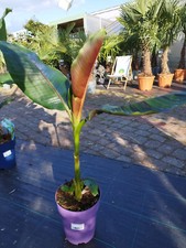 Musa sikkimensis Red Tiger