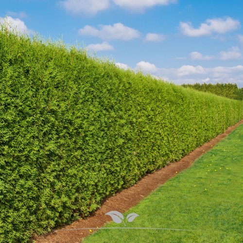 Thuja brabant 180 200 - thuja, 180-200
