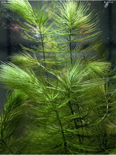 Hornkraut wasserpflanze - hornkraut, 1