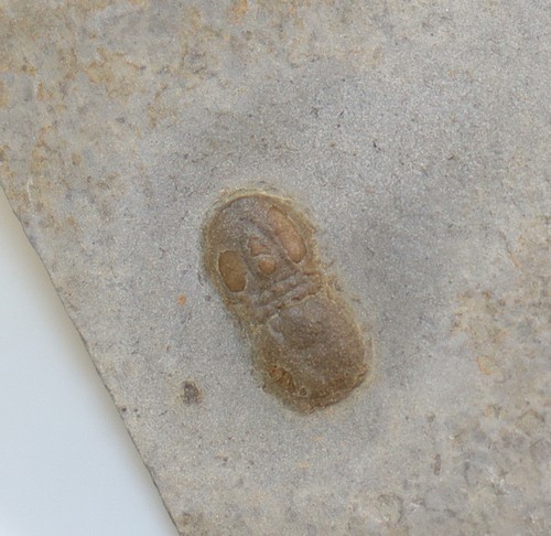 Trilobit peronopsis - trilobit,,