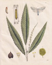 Kastanie Kastanienbaum Baum