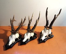 Rehbock Gehörn Geweih Reh