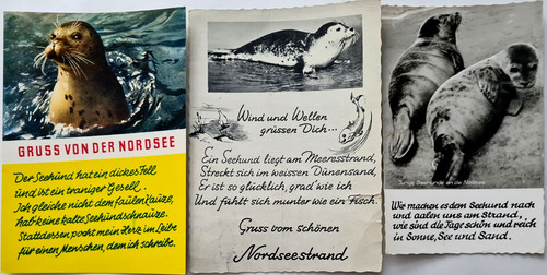 Tiere tier motiv - x, seehund