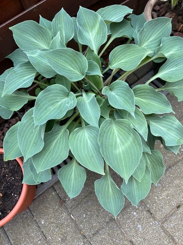 Funkien hosta ableger - funkien,