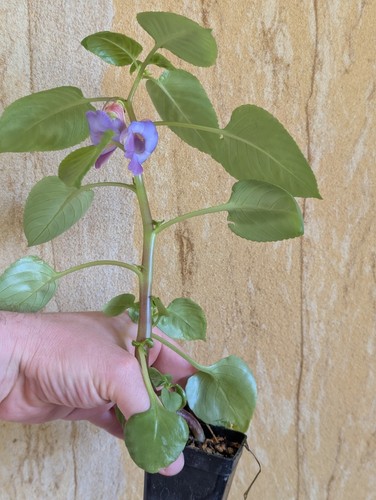 Impatiens jiewhoei pflanze - impatiens,