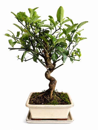 Bonsai citrus cleopatra - citrus,